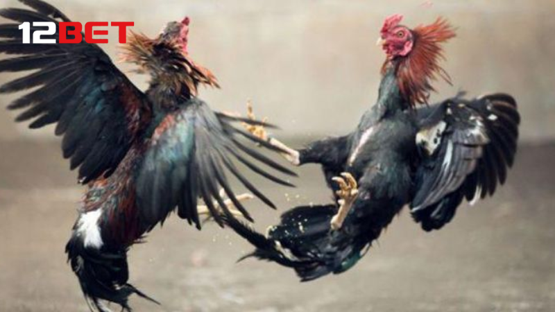 Đá gà Thomo, chọn tướng, xem chân, đoán tài.
