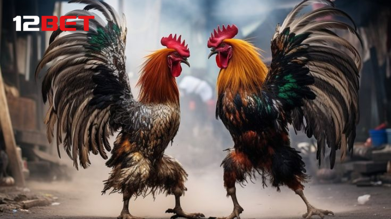 Đá gà Thomo, cược thỏa đam mê.