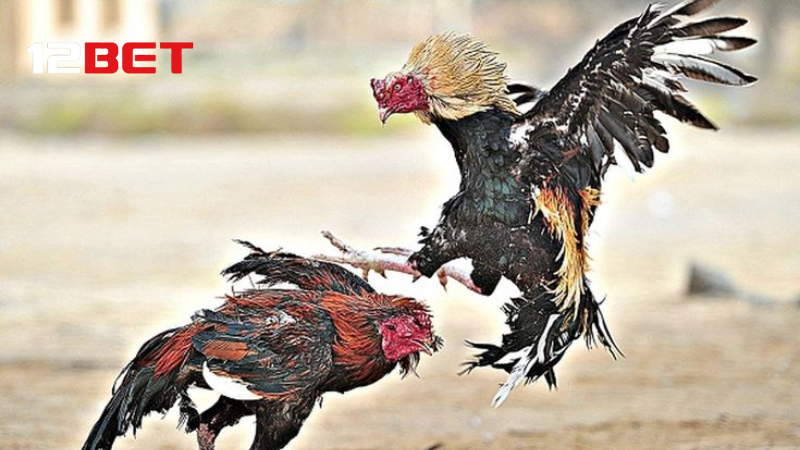 Đá gà cựa dao, cược Meron, Wala, BDD.